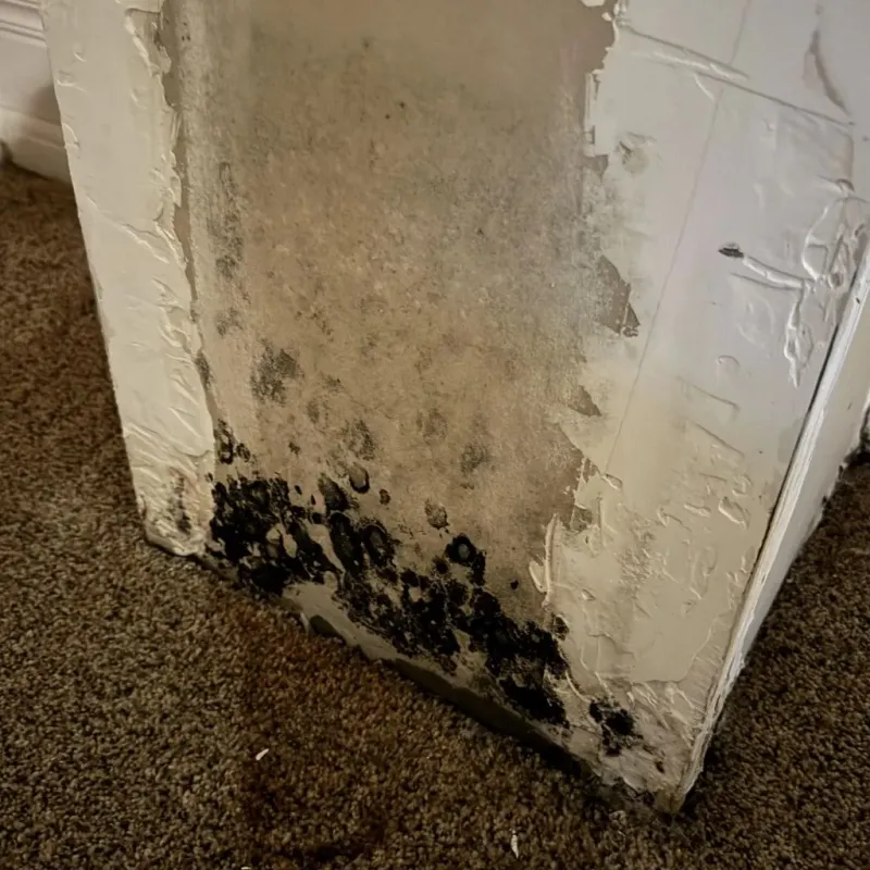 Professional Mold Removal in Franklin, NH